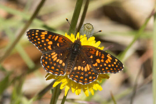 Image of Northern Checkerspot