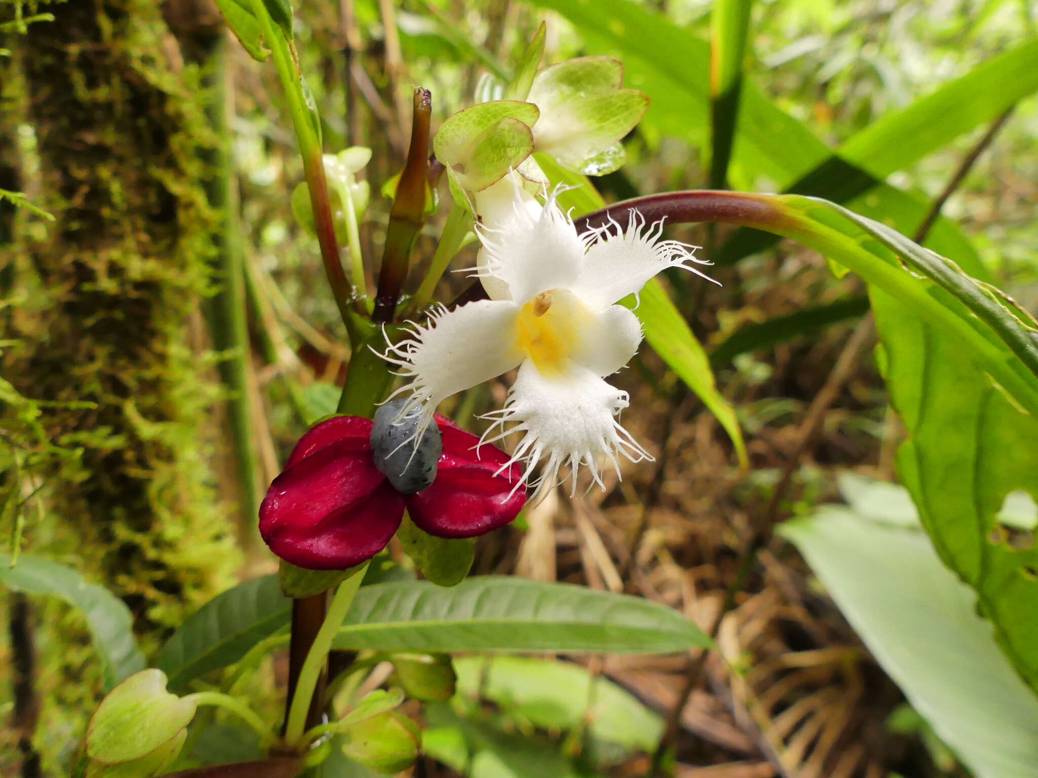 Image of Drymonia brochidodroma Wiehler