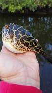 Image of Checkered Puffer