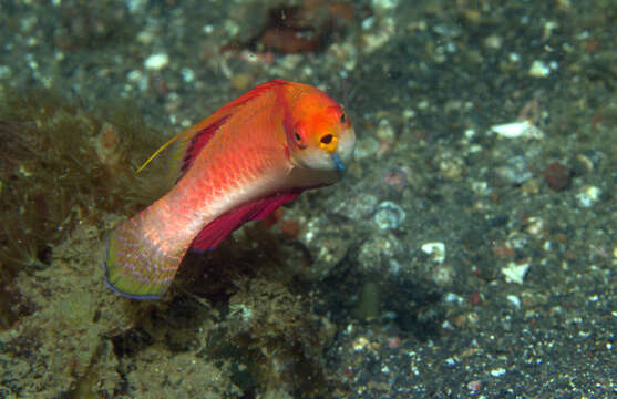 Image of Tono&#39;s wrasse