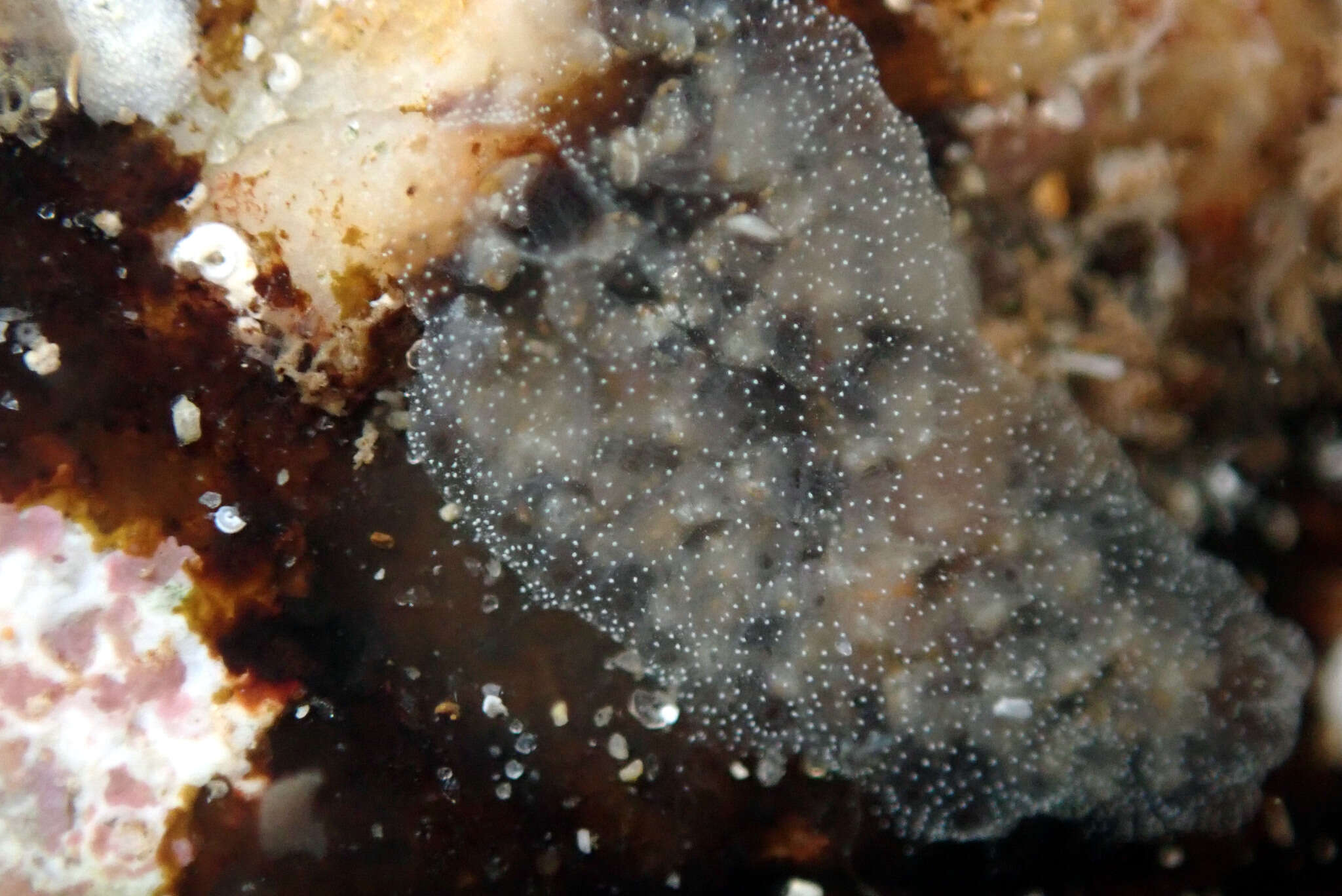 Image of Ascidian