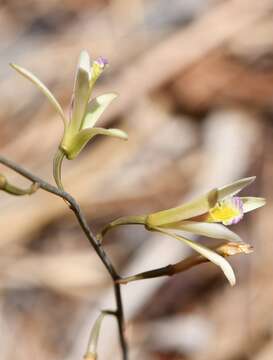 Image of Bletia parkinsonii Hook.