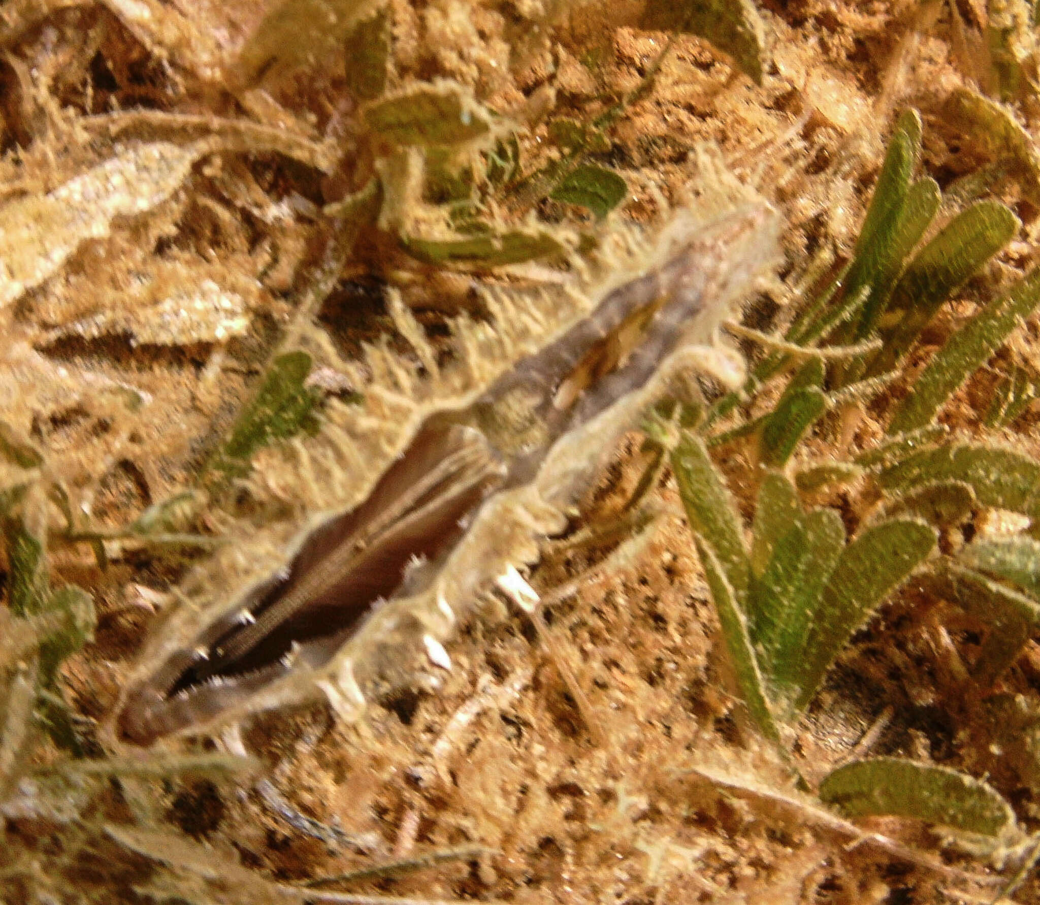 Image of amber pen shell