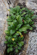 Image of Myosotis rakiura L. B. Moore