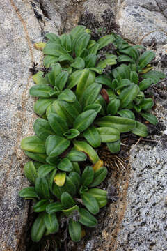 Image of Myosotis rakiura L. B. Moore