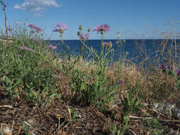 Image of Morocco knapweed