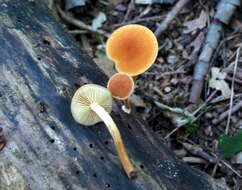 Image of Pholiota granulosa (Peck) A. H. Sm. & Hesler 1968