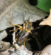 Image of Teuchocnemis lituratus (Loew 1863)