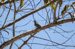 Image de Columbina minuta minuta (Linnaeus 1766)