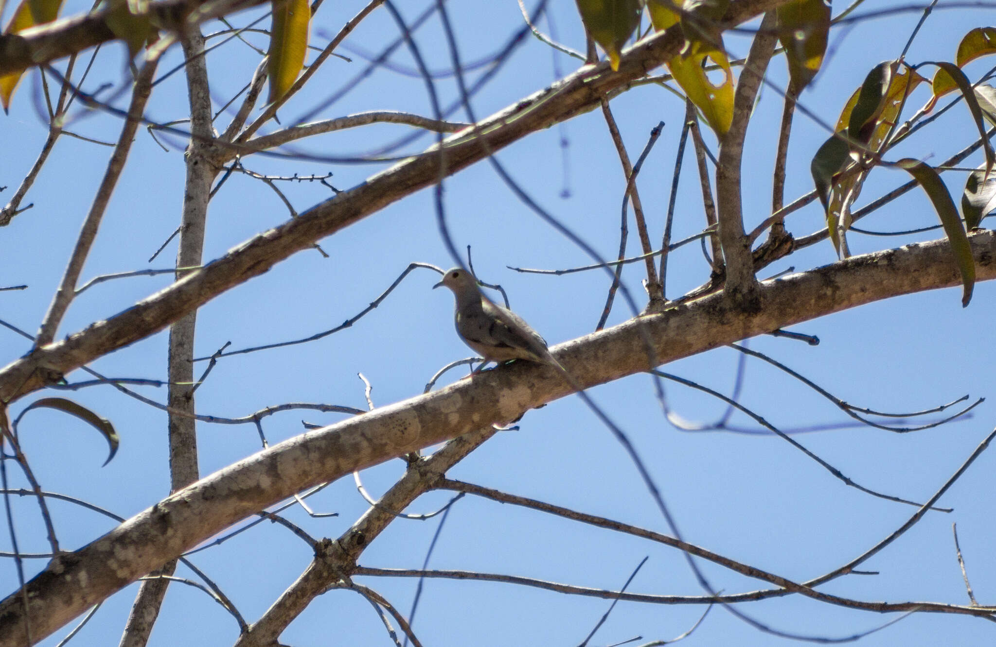 صورة Columbina minuta minuta (Linnaeus 1766)