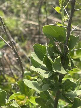 Image of Gymnosporia szyszylowiczii (Kuntze) M. Jordaan