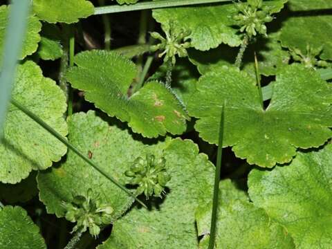 Image of Hydrocotyle algida N. A. Wakefield