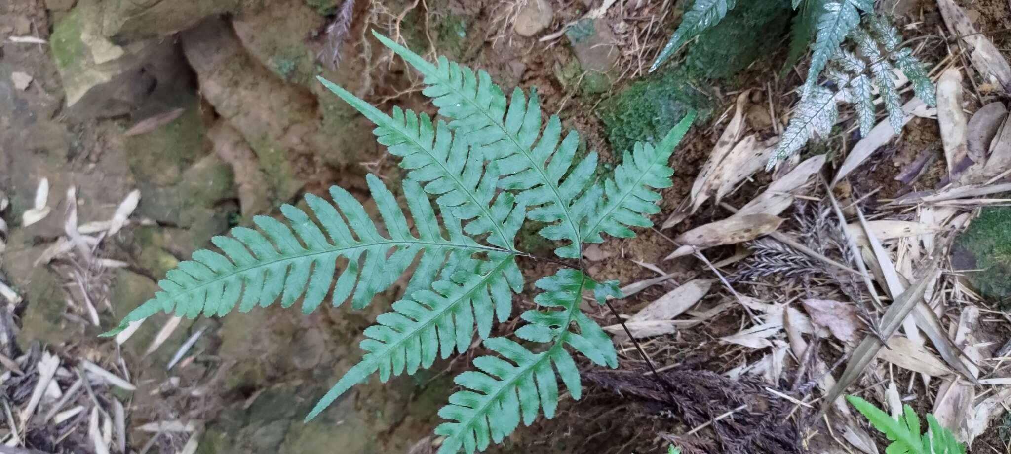 Слика од Pteris amoena Bl.