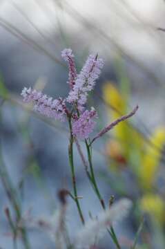 Image of largeflower jointweed