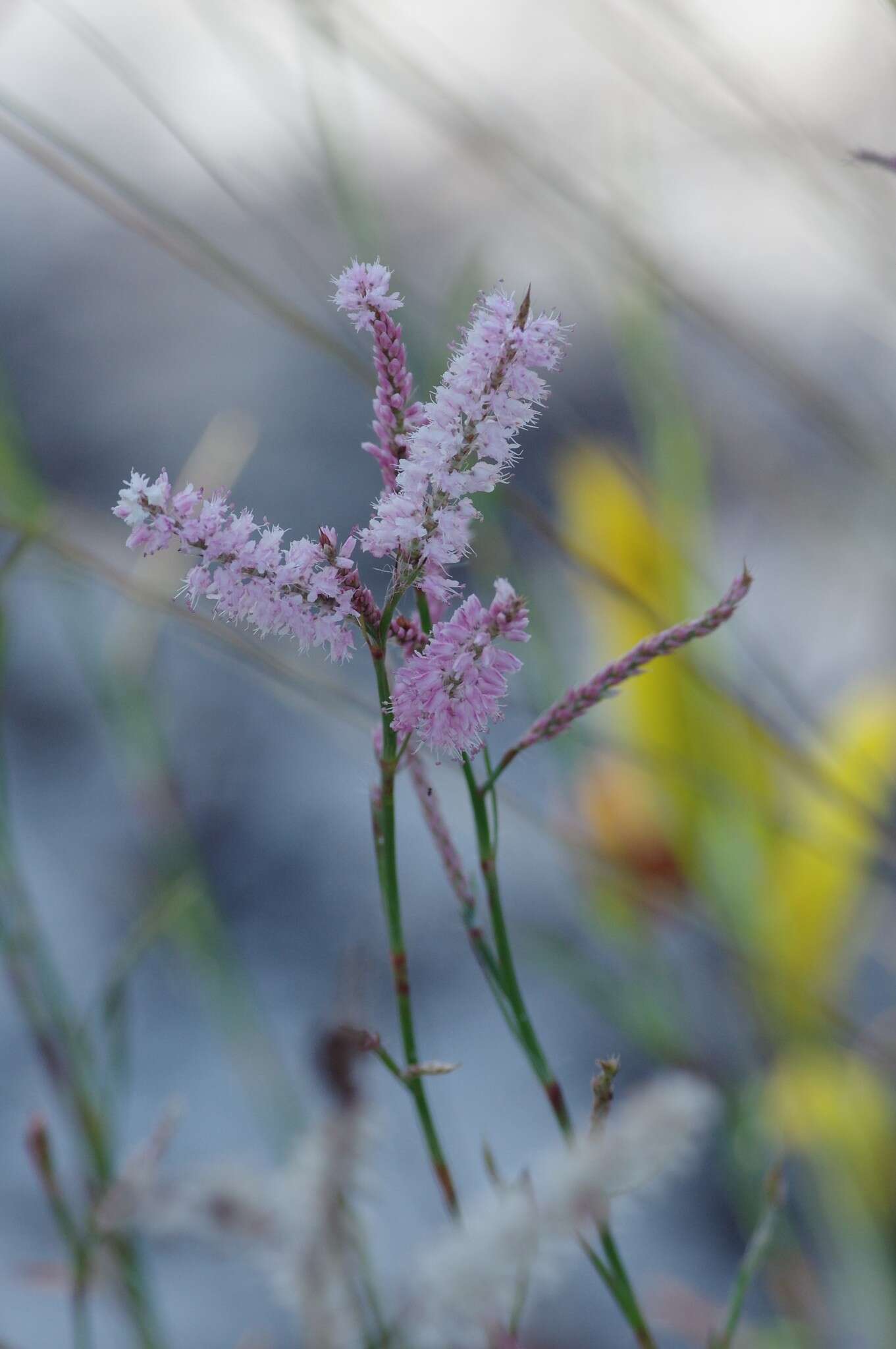 Polygonella robusta (Small) G. L. Nesom & V. M. Bates resmi