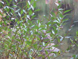 Image of shining willow