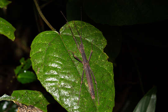 Image of Asceles margaritatus Redtenbacher 1908