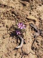 Image of Romulea syringodeoflora M. P. de Vos