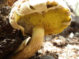 Image of Boletellus dissiliens (Corner) Pegler & T. W. K. Young 1981