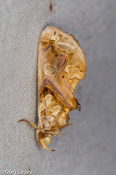 Image of Moonseed Moth