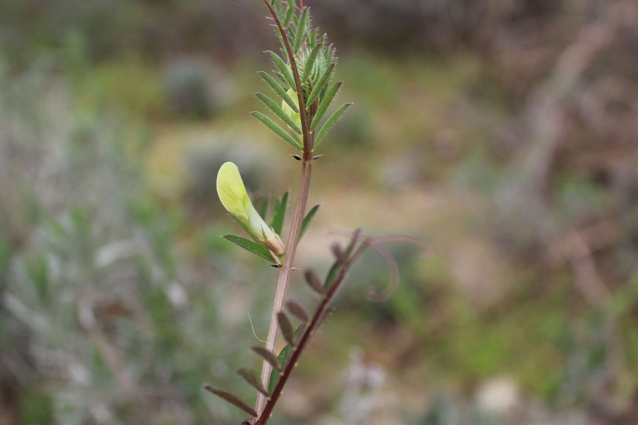 Image of smooth yellow vetch