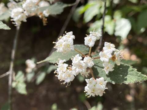 Imagem de Viburnum erosum Thunb.