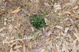 Image of Algerian sea lavender