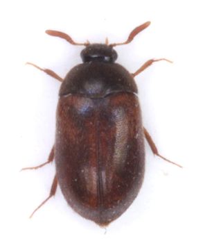 Image of <i>Attagenus smirnovi</i> Zhantiev 1973