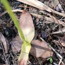 Spiranthes brevilabris var. brevilabris resmi