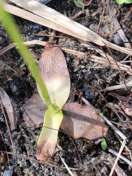 Слика од Spiranthes brevilabris var. brevilabris