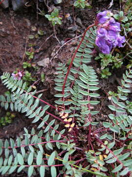 Image de Oxytropis jacquinii Bunge