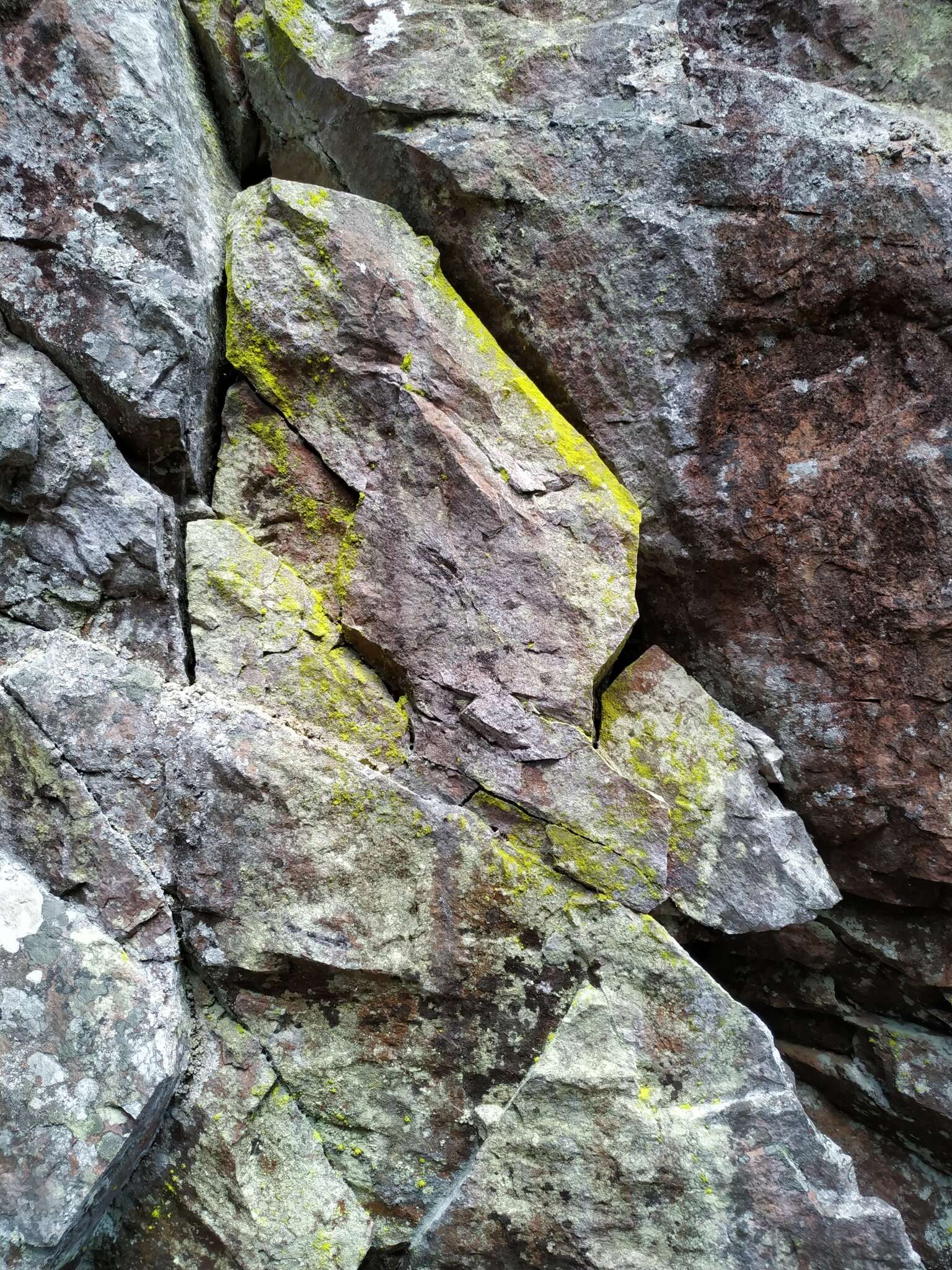 Image of Sulphur dust lichen