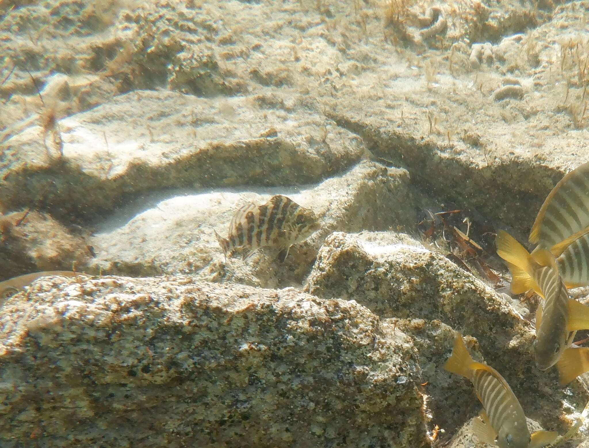 Image of Redlip morwong