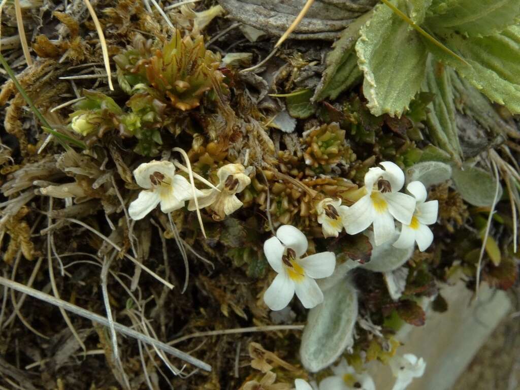 Image of Euphrasia petriei Ashwin