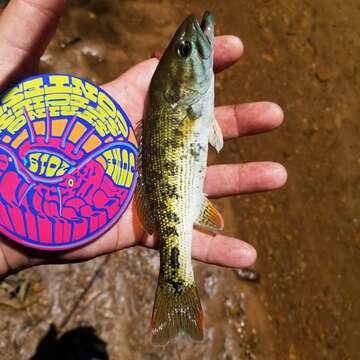 Image of Chattahoochee bass