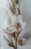 Image of Gladiolus serpenticola Goldblatt & J. C. Manning