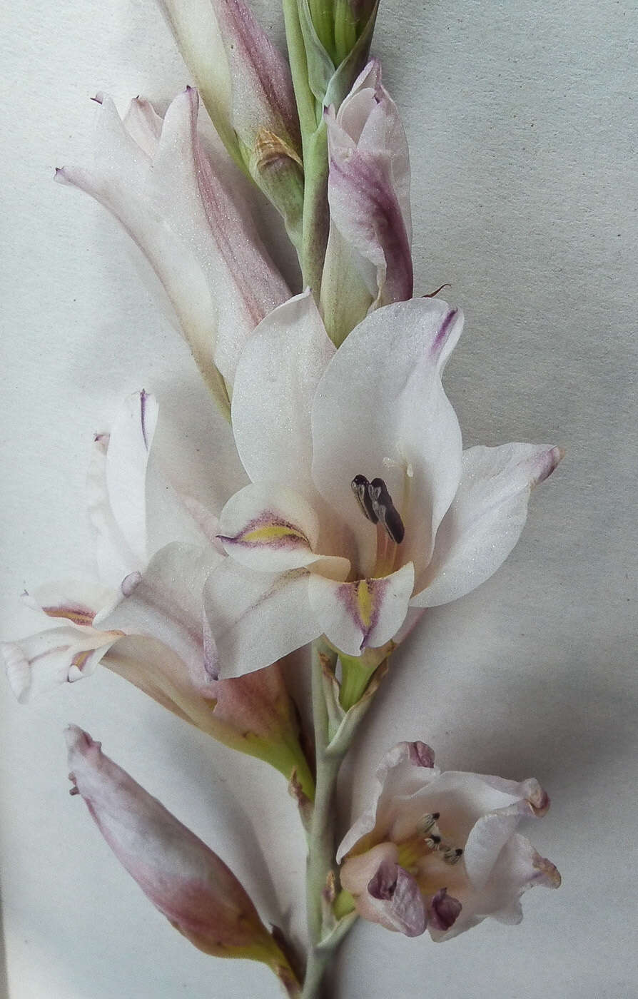 Imagem de Gladiolus serpenticola Goldblatt & J. C. Manning