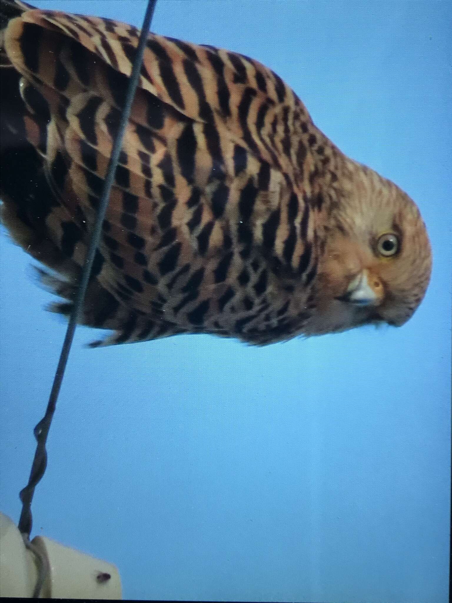 Image of Greater Kestrel