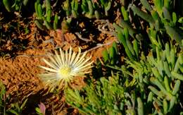 Image of Cephalophyllum framesii L. Bol.