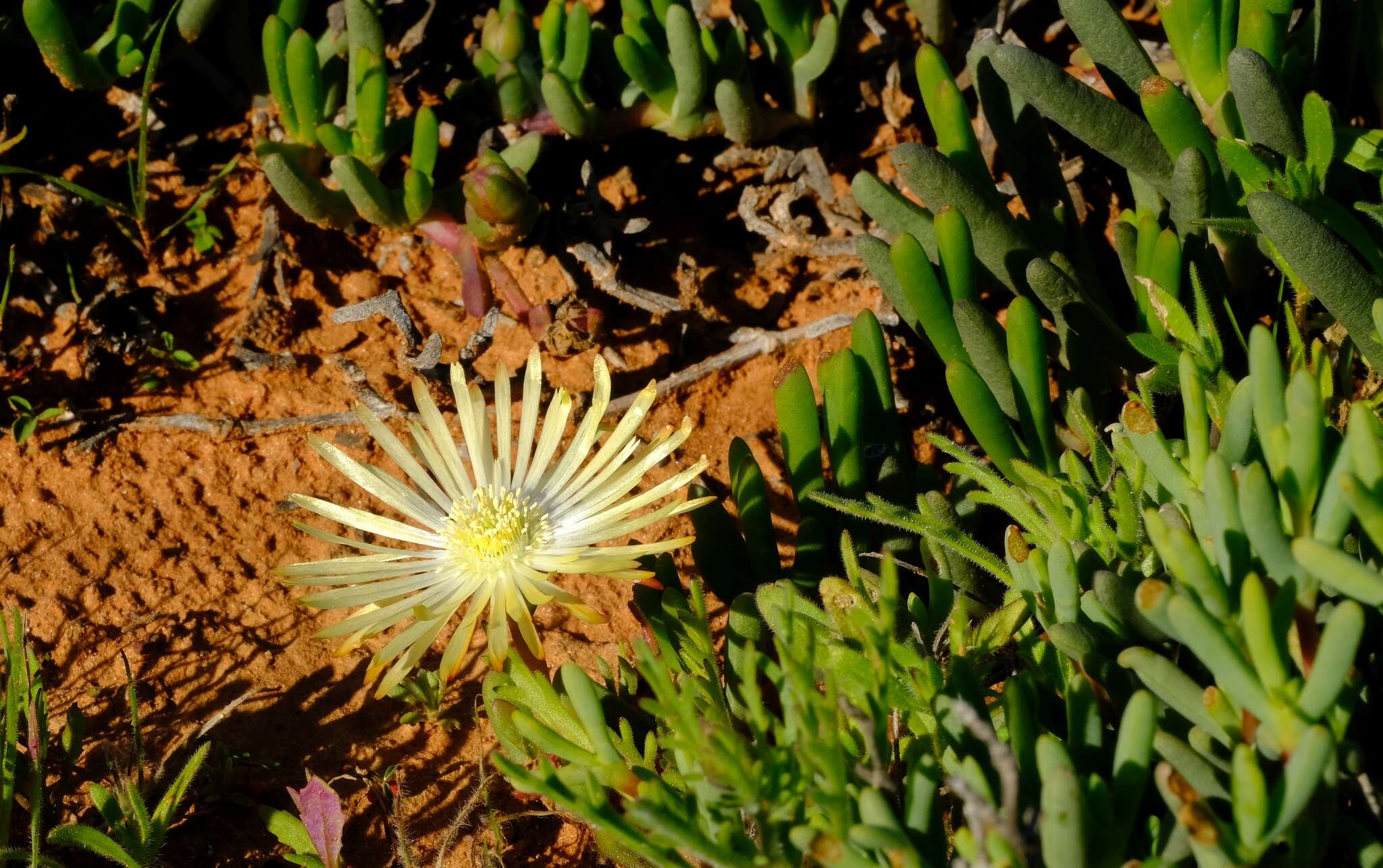 Imagem de Cephalophyllum framesii L. Bol.