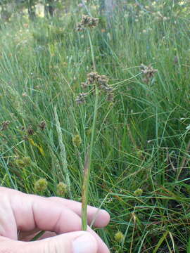 Imagem de Scirpus congdonii Britton