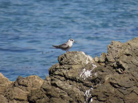 Image of Black-fronted Tern