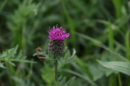 Centaurea scabiosa subsp. scabiosa的圖片