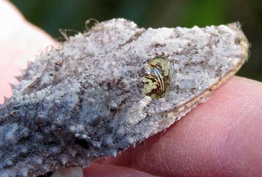 Image of Southern Leaf-tailed Gecko