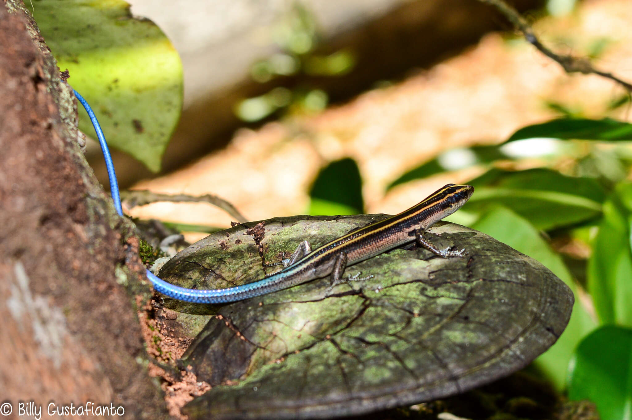 Image of Pacific Blue-Tail Skink