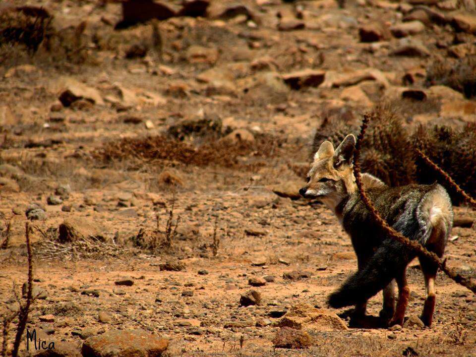 Image de Renard Gris