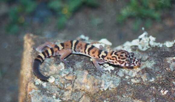 Image of Yucatan Banded Gecko