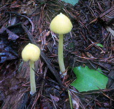 Слика од Entoloma murrayi (Berk. & M. A. Curtis) Sacc. 1899