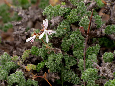 Image of Pelargonium alternans Wendl.