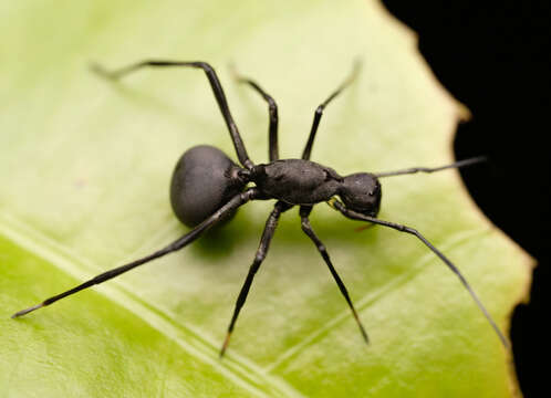 Image of Sphecotypus borneensis Yamasaki 2017